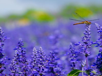 LAVANDA