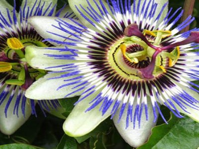 PASIFLORA